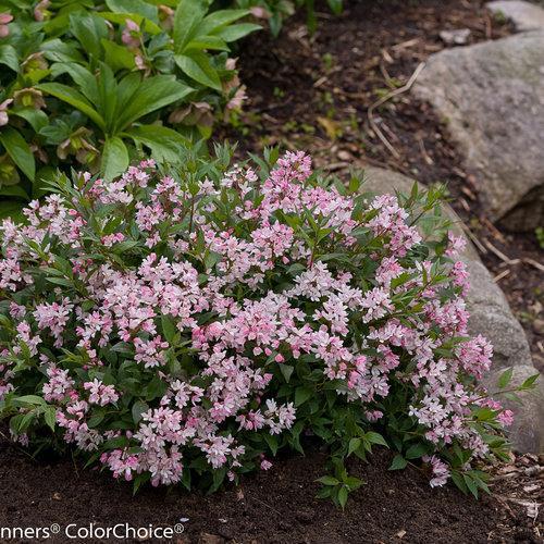 Deutzia, Yuki Cherry Blossom® Deutzia - Image 4