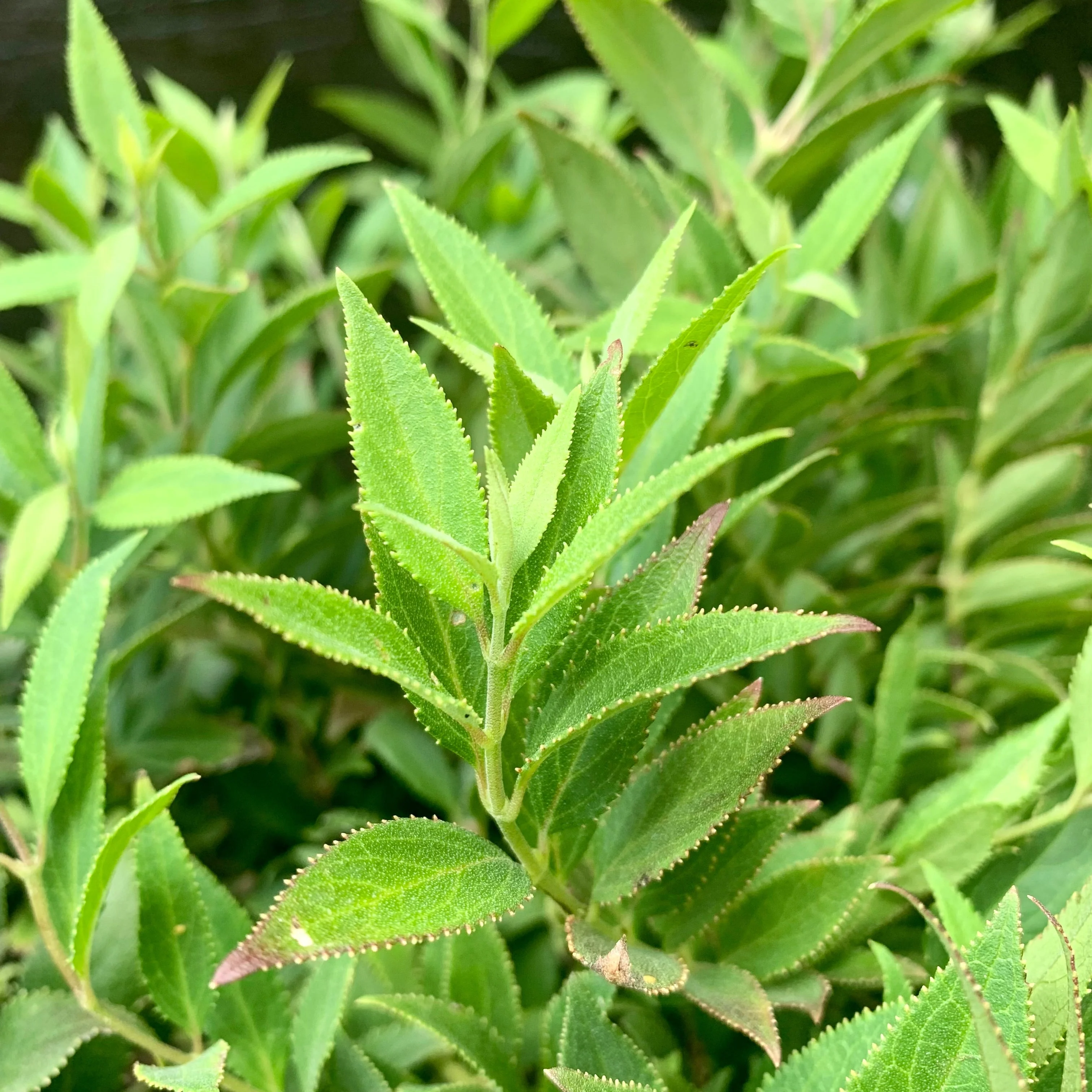Deutzia, Dwarf Nikko Deutzia - Image 8
