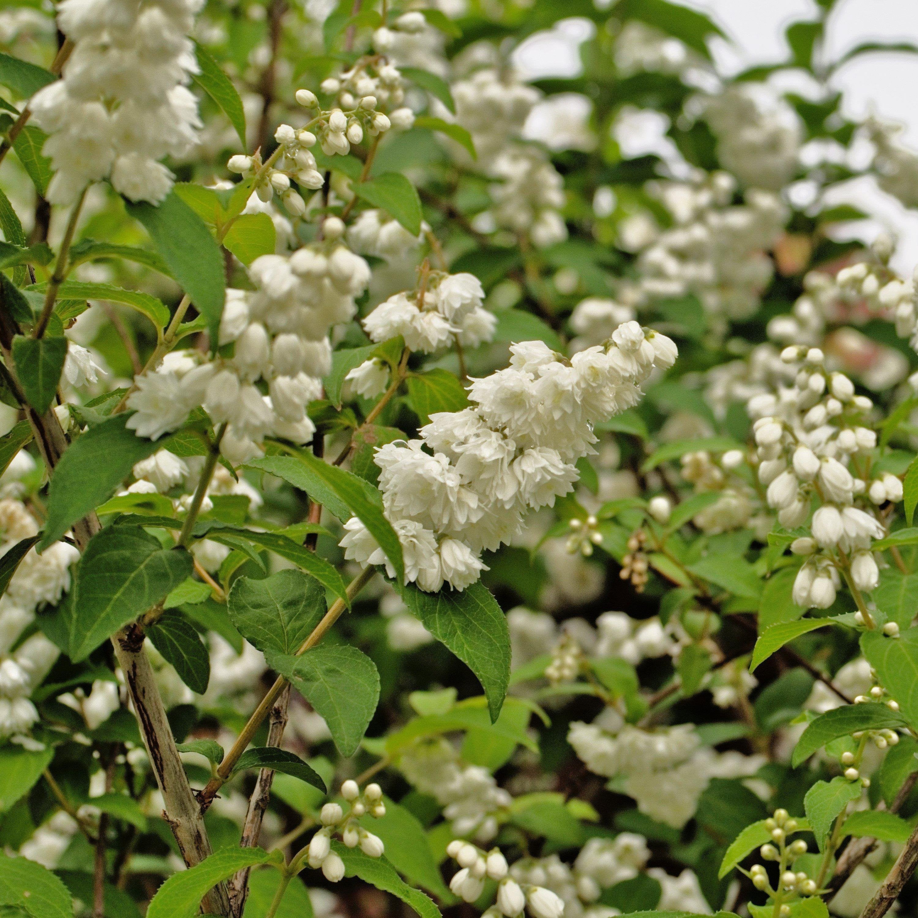 Deutzia, Yuki Snowflake® Deutzia - Image 3