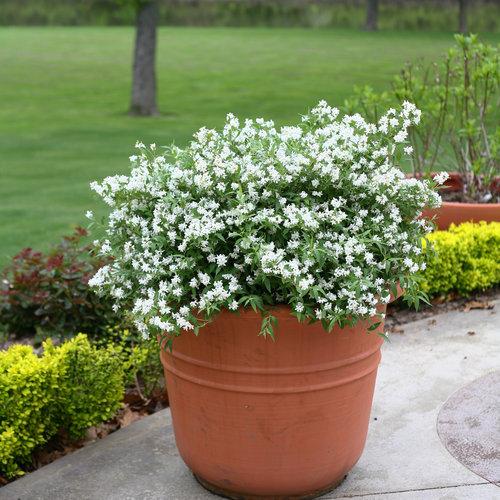 Deutzia, Yuki Snowflake® Deutzia - Image 4