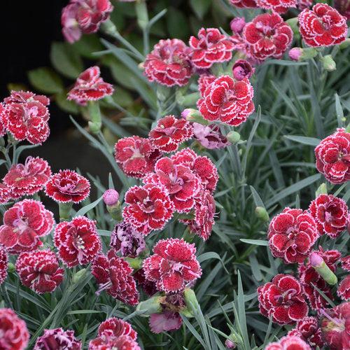 Dianthus, Fruit Punch® Black Cherry Frost Dianthus - Image 2