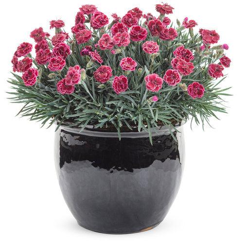 Dianthus, Fruit Punch® Black Cherry Frost Dianthus - Image 3
