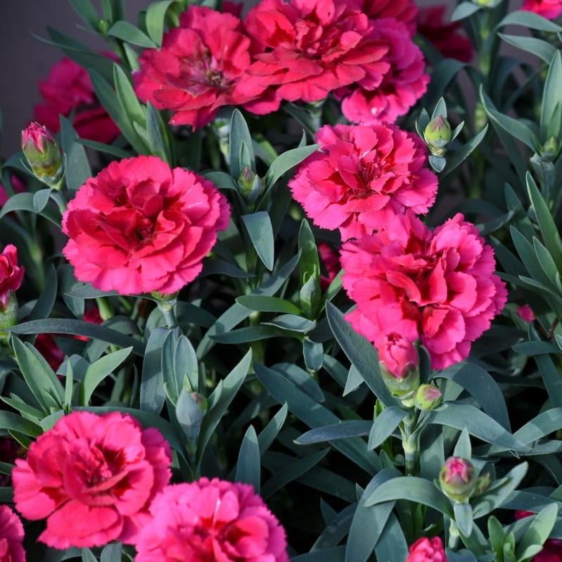 Dianthus, EverLast™ Orchid Dianthus - Image 3