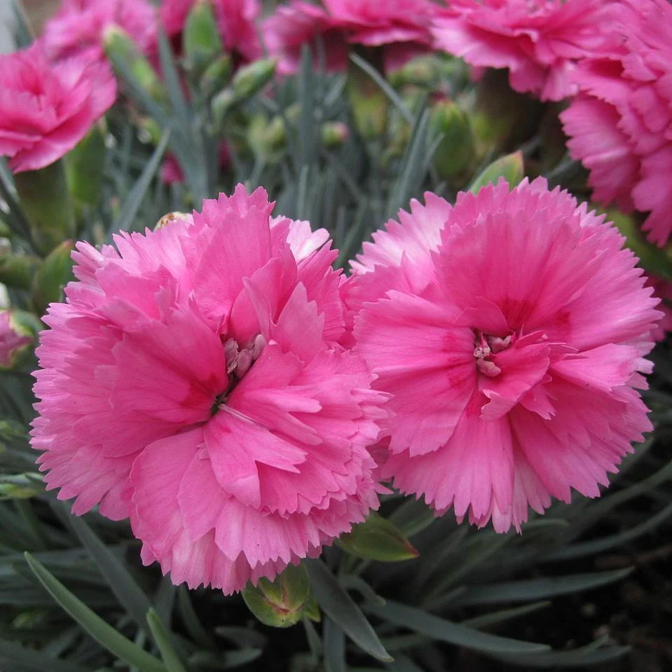 Dianthus, EverLast™ Orchid Dianthus - Image 5
