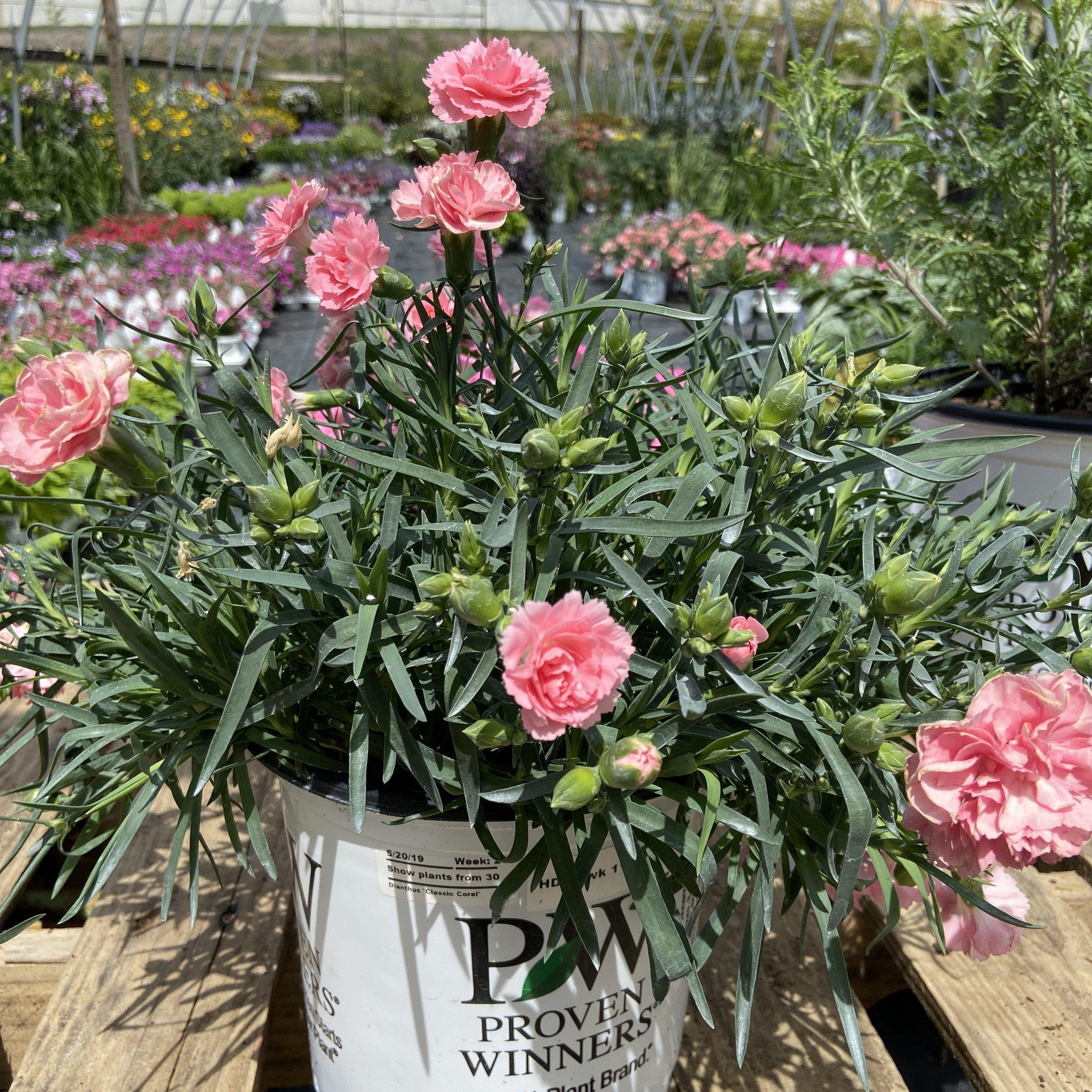 Dianthus, Fruit Punch® Classic Coral Dianthus - Image 2