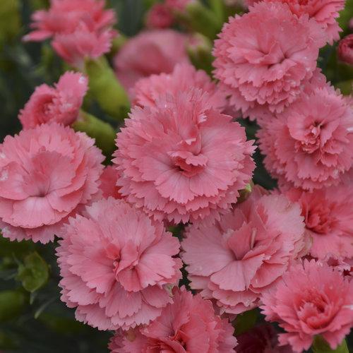 Dianthus, Fruit Punch® Classic Coral Dianthus - Image 3