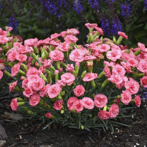 Dianthus, Fruit Punch® Classic Coral Dianthus - Image 4
