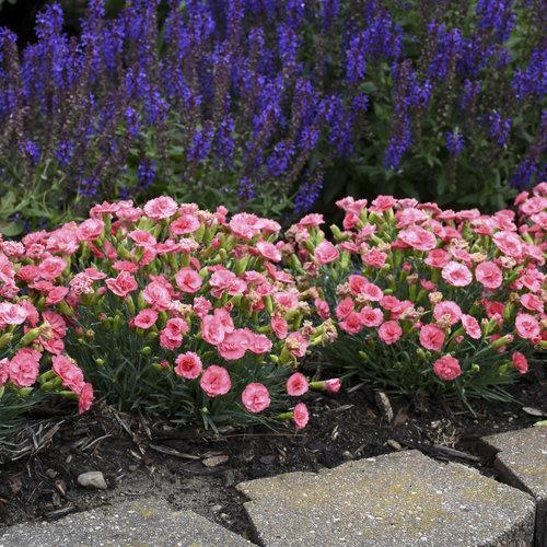 Dianthus, Fruit Punch® Classic Coral Dianthus - Image 5