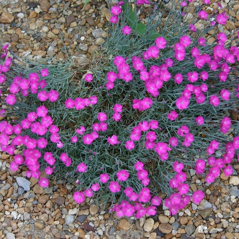 Dianthus, Firewitch Dianthus, Cheddar Pink - Image 2