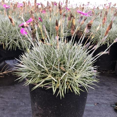 Dianthus, Firewitch Dianthus, Cheddar Pink - Image 3