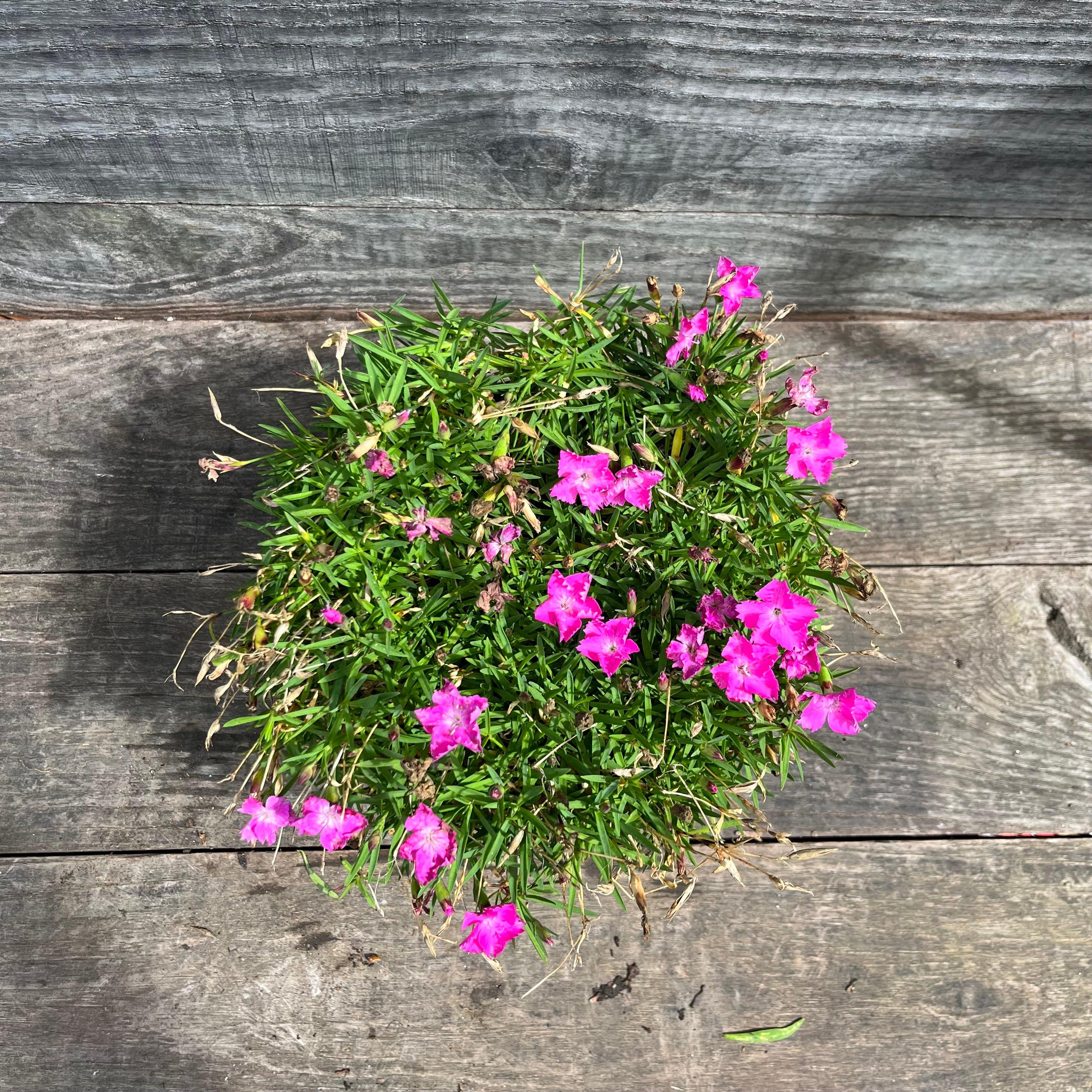 Dianthus, Firewitch Dianthus, Cheddar Pink - Image 4