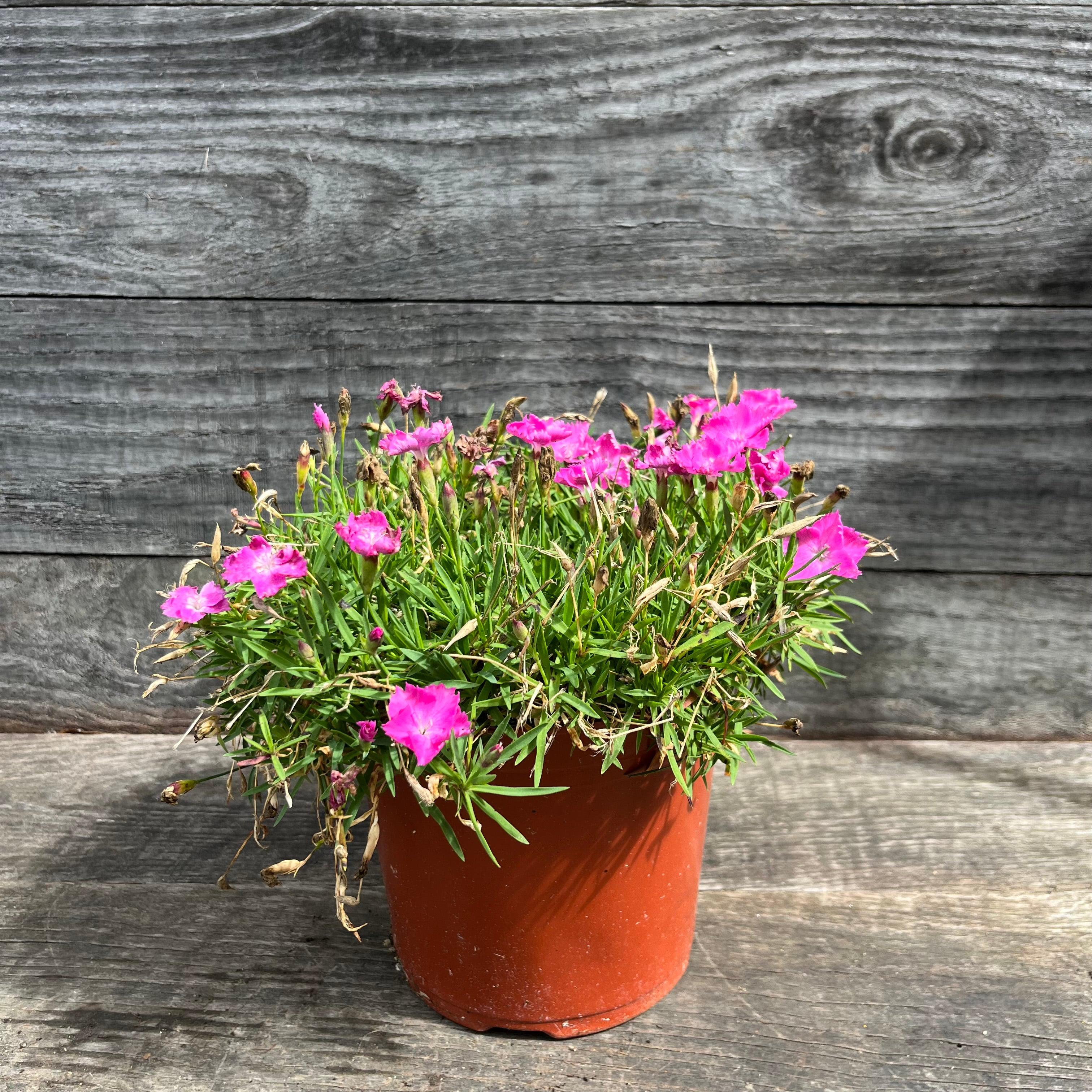 Dianthus, Firewitch Dianthus, Cheddar Pink - Image 5