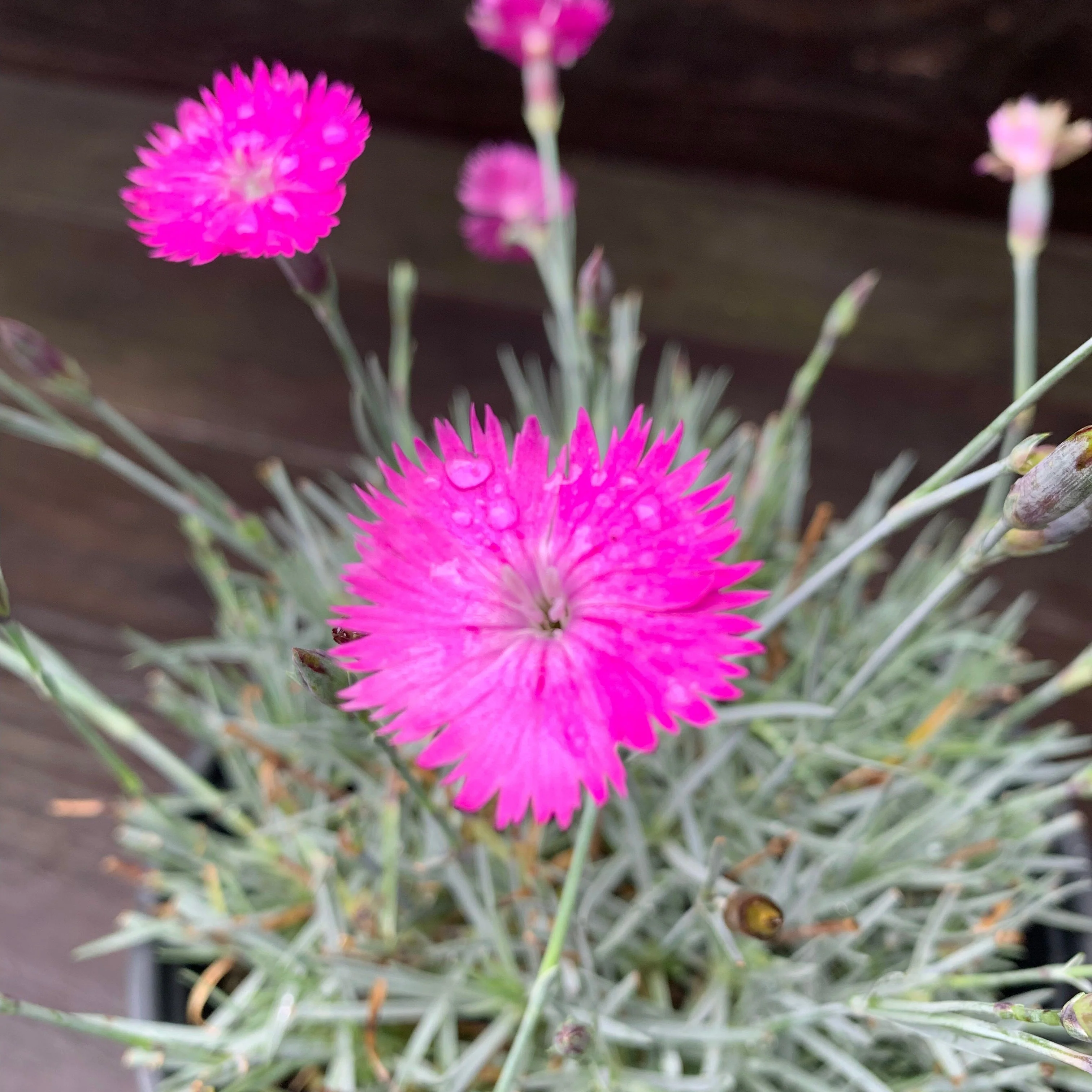 Dianthus, Firewitch Dianthus, Cheddar Pink - Image 6
