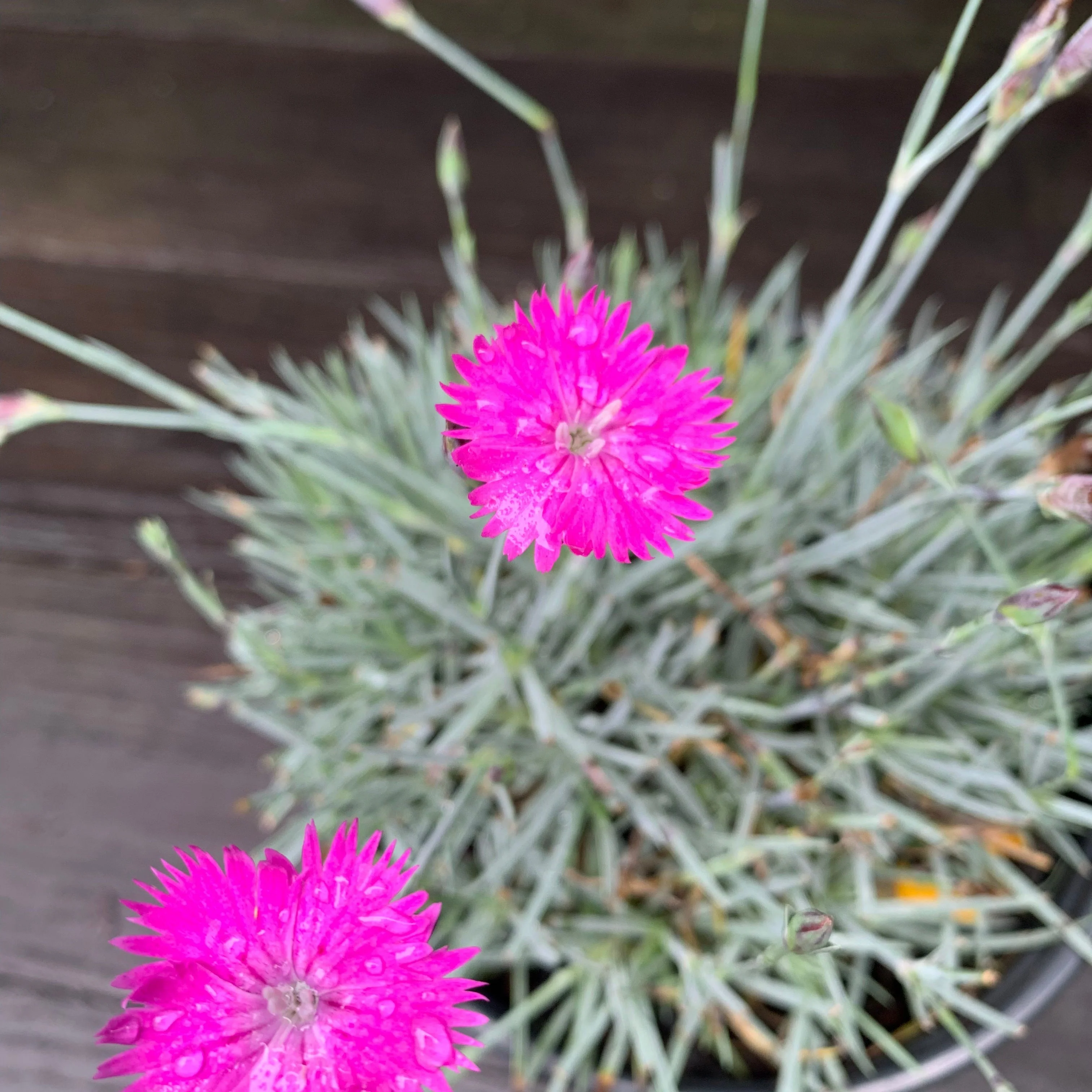 Dianthus, Firewitch Dianthus, Cheddar Pink - Image 7