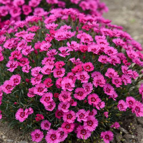Dianthus, Paint the Town Fancy Dianthus - Image 2