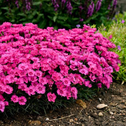 Dianthus, Paint the Town Fancy Dianthus - Image 3