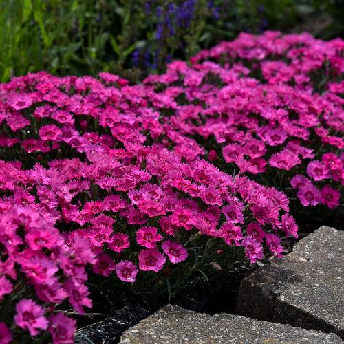 Dianthus, Paint the Town Fancy Dianthus - Image 4