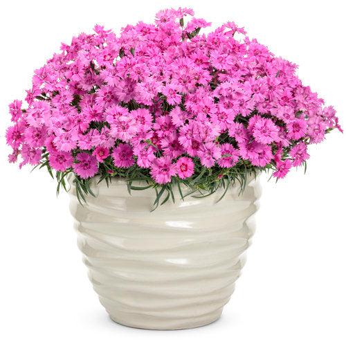 Dianthus, Paint the Town Fancy Dianthus - Image 5