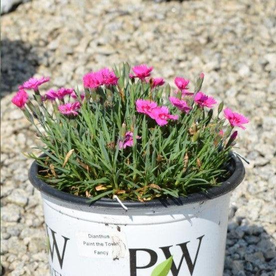 Dianthus, Paint the Town Fancy Dianthus - Image 6