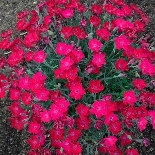 Dianthus, Paint the Town Magenta Dianthus - Image 2