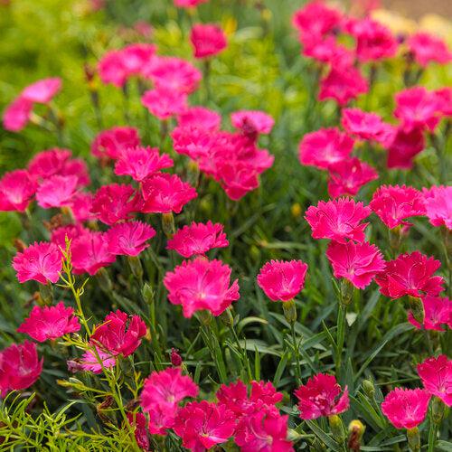 Dianthus, Paint the Town Magenta Dianthus - Image 3