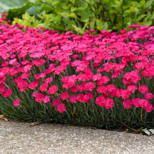 Dianthus, Paint the Town Magenta Dianthus - Image 4