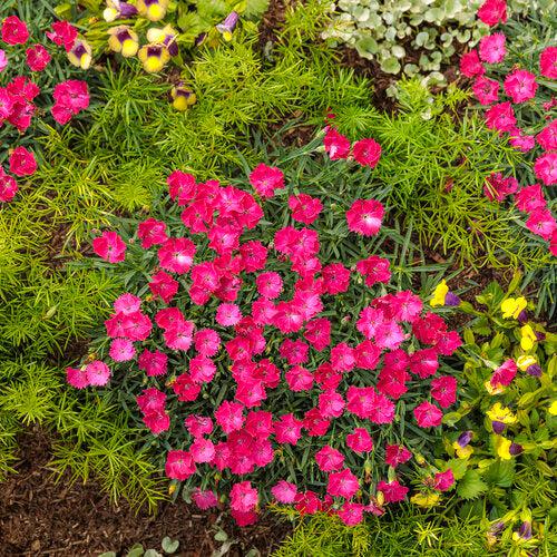 Dianthus, Paint the Town Magenta Dianthus - Image 5