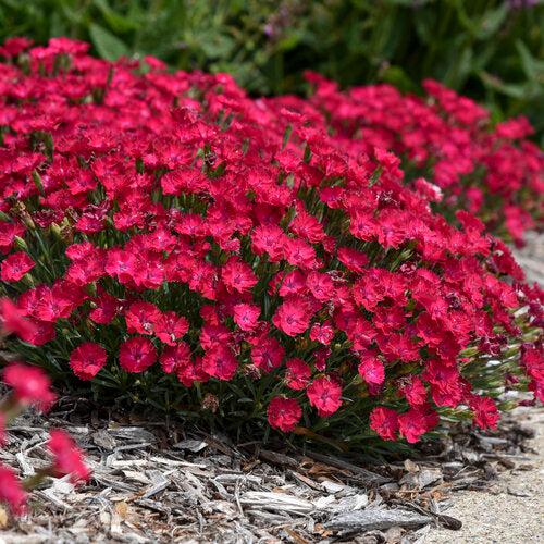 Dianthus, Paint the Town Red Dianthus - Image 2