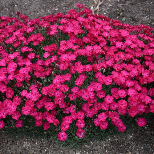 Dianthus, Paint the Town Red Dianthus - Image 4