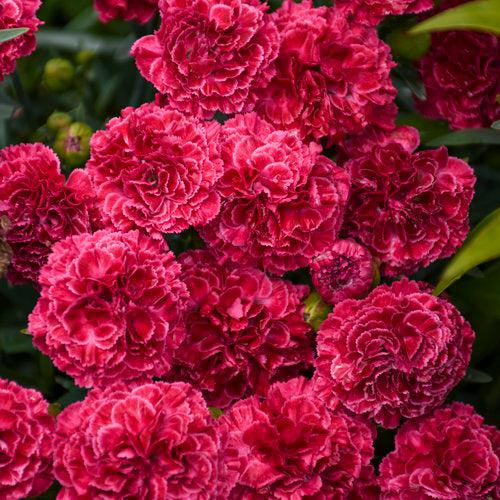 Dianthus, Fruit Punch® Raspberry Ruffles Dianthus - Image 2