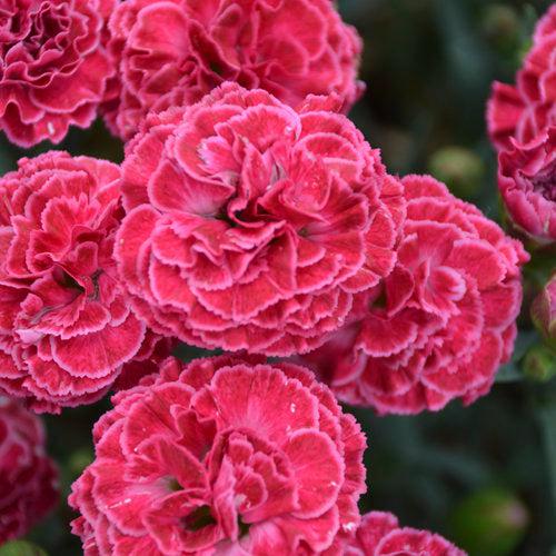 Dianthus, Fruit Punch® Raspberry Ruffles Dianthus - Image 3