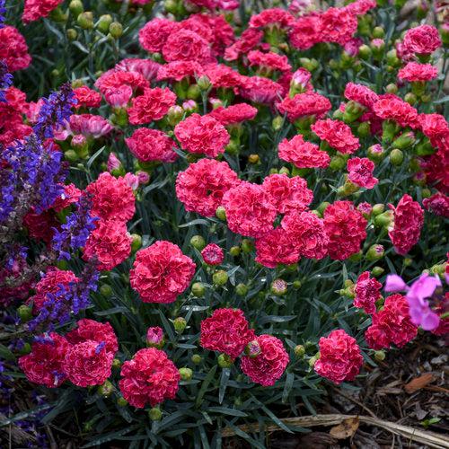 Dianthus, Fruit Punch® Raspberry Ruffles Dianthus - Image 4
