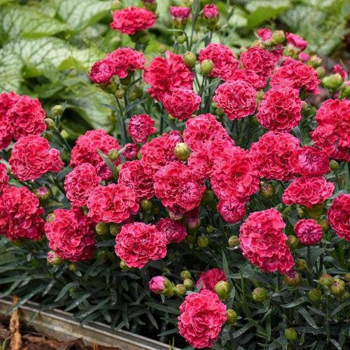 Dianthus, Fruit Punch® Raspberry Ruffles Dianthus - Image 5