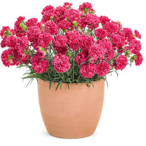 Dianthus, Fruit Punch® Raspberry Ruffles Dianthus - Image 6