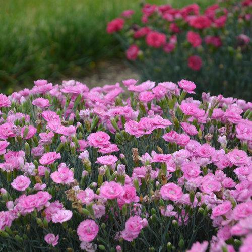 Dianthus, Fruit Punch® Sweetie Pie Dianthus - Image 4