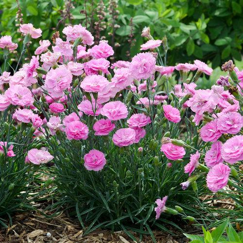 Dianthus, Fruit Punch® Sweetie Pie Dianthus - Image 5