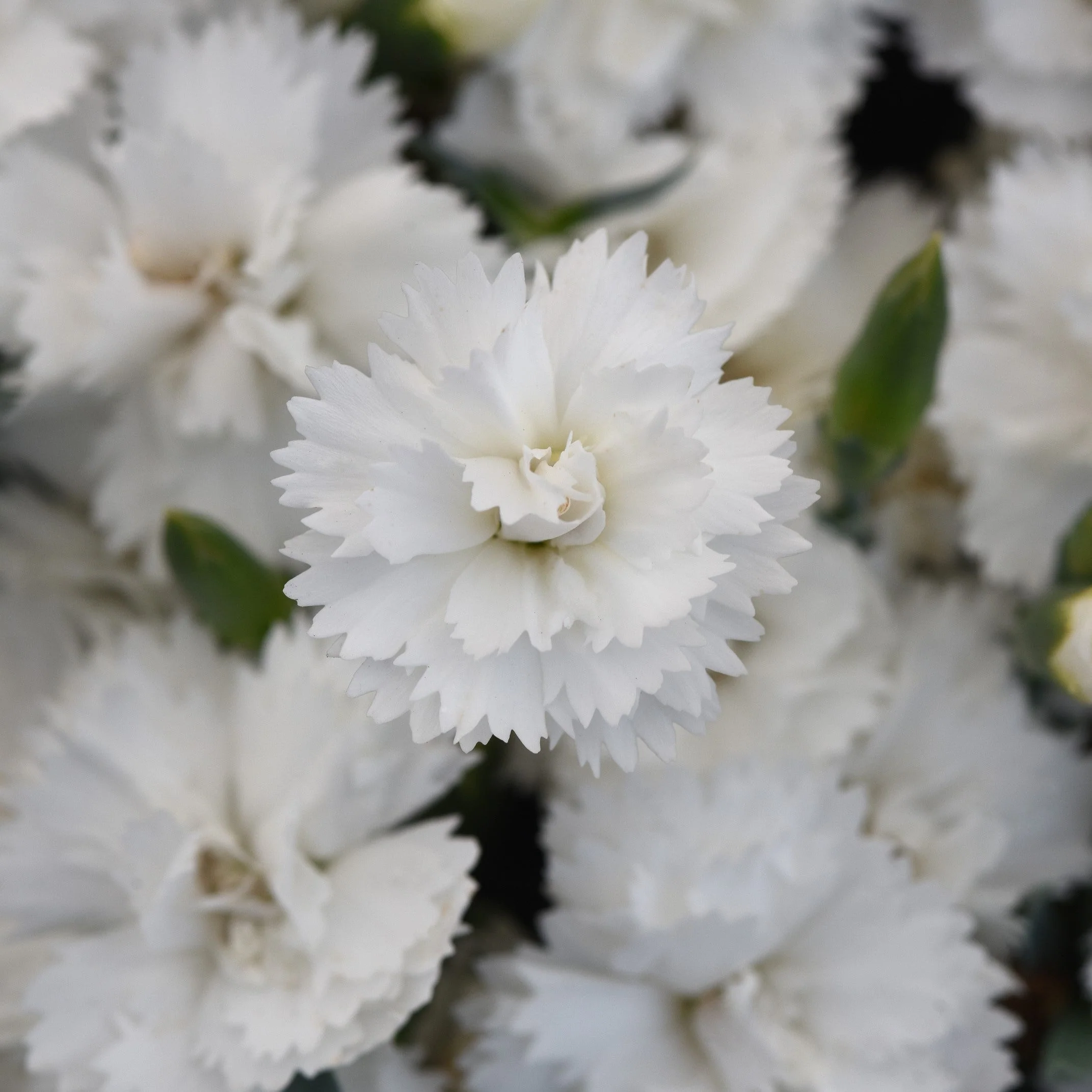 Dianthus, EverLast™ White Dianthus
