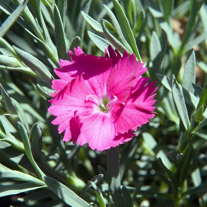 Dianthus, Neon Star Dianthus - Image 2