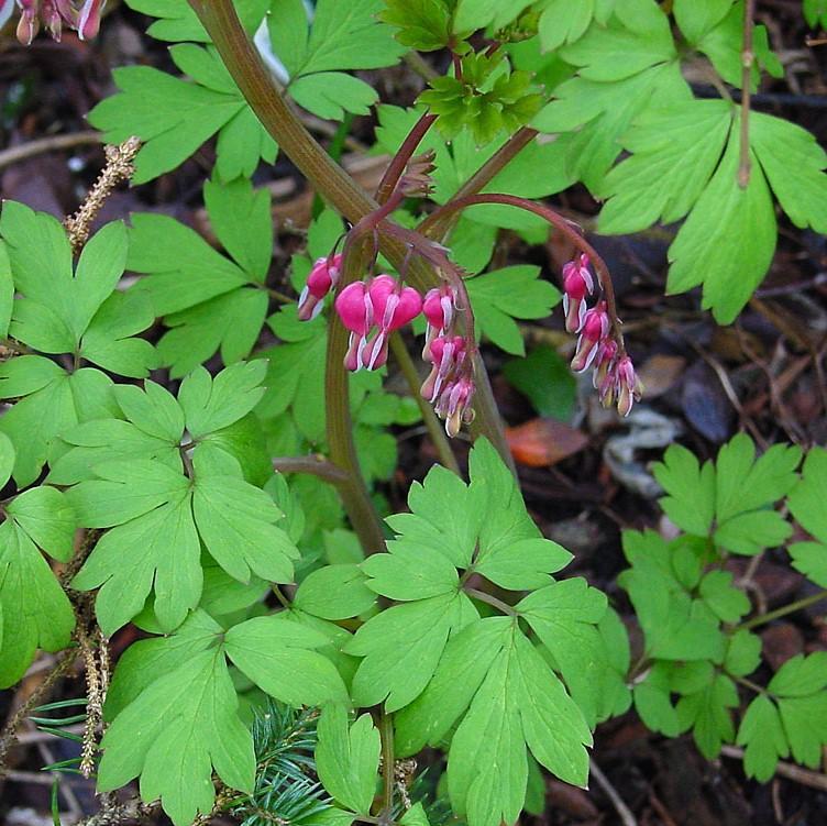 Bleeding Heart, Asian Bleeding Heart - Image 5