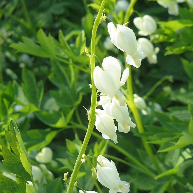 Bleeding Heart, White Bleeding Heart - Image 3