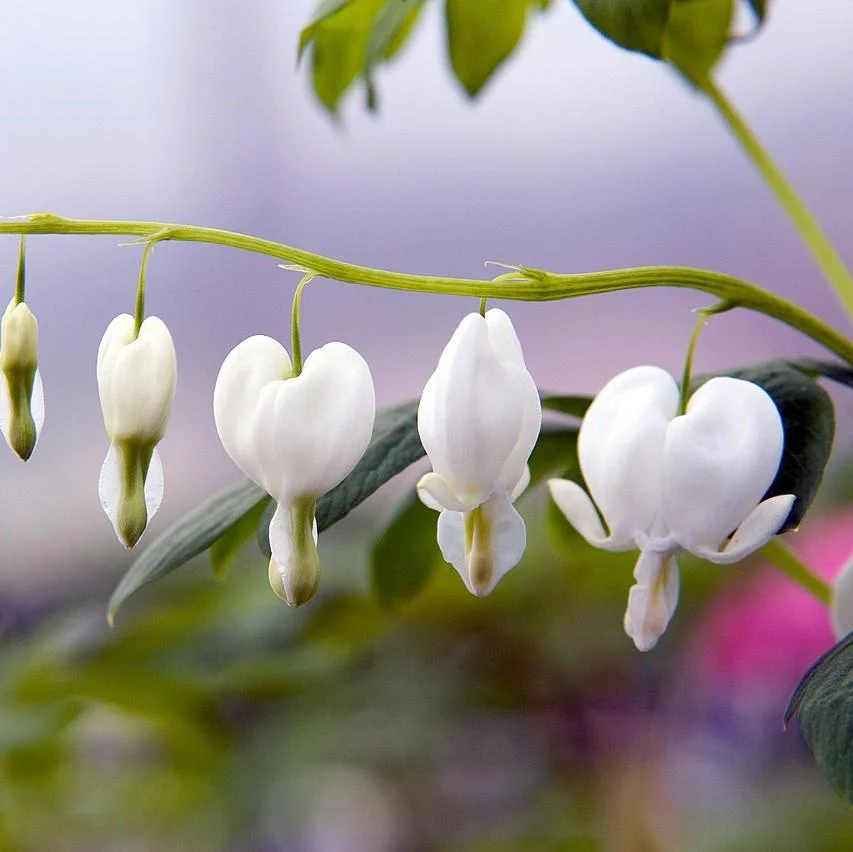 Bleeding Heart, White Bleeding Heart - Image 4