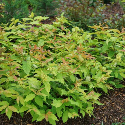 Honeysuckle, Kodiak® Fresh™ Honeysuckle - Image 3