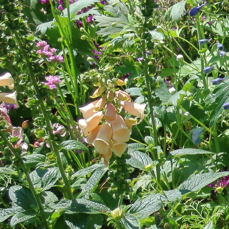 Foxglove, Dalmatian Peach Foxglove - Image 3