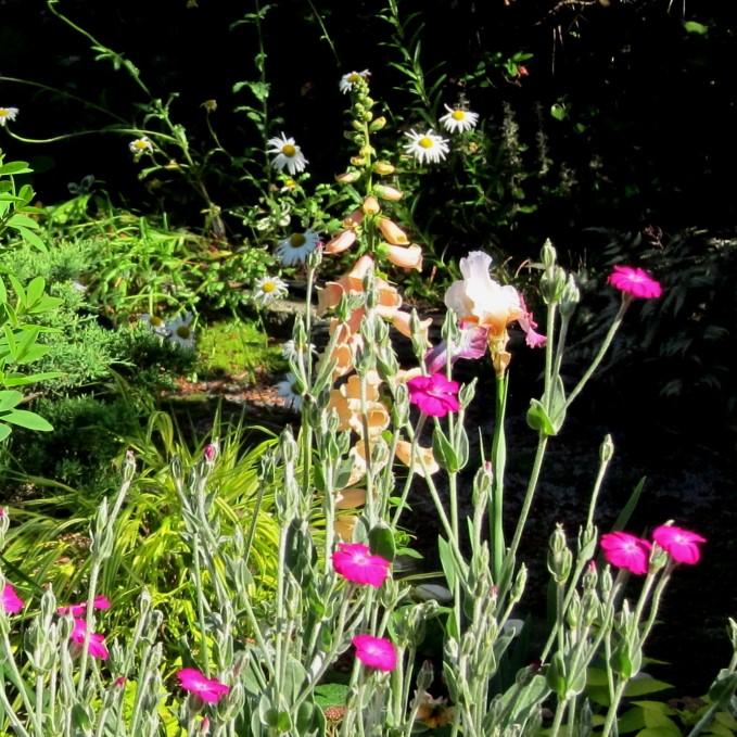 Foxglove, Dalmatian Peach Foxglove - Image 4