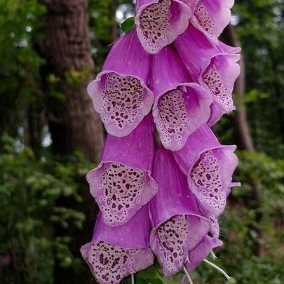 Foxglove, Dalmatian Purple Foxglove - Image 3