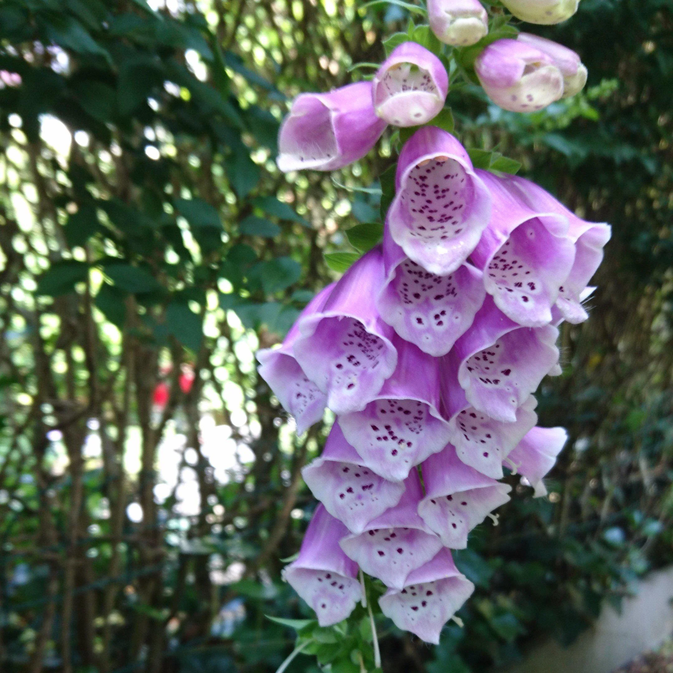 Foxglove, Dalmatian Purple Foxglove - Image 4