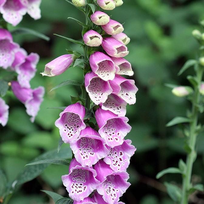 Foxglove, Dalmatian Purple Foxglove - Image 6