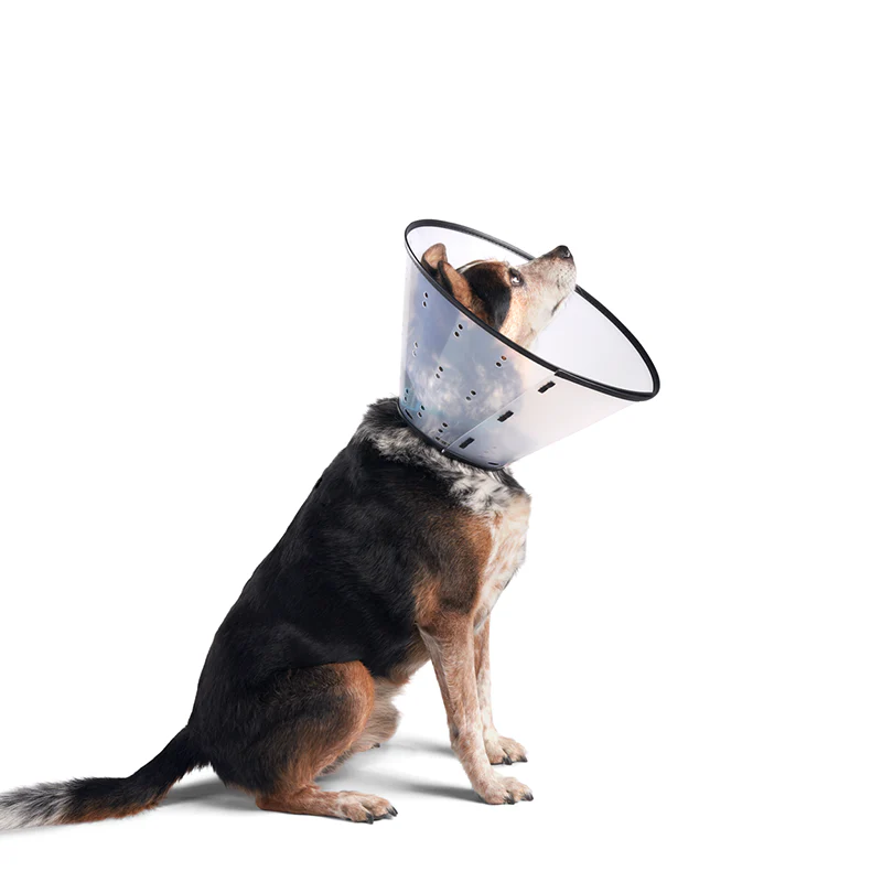 Rigid E-Collar for Dogs, XLG - Image 2
