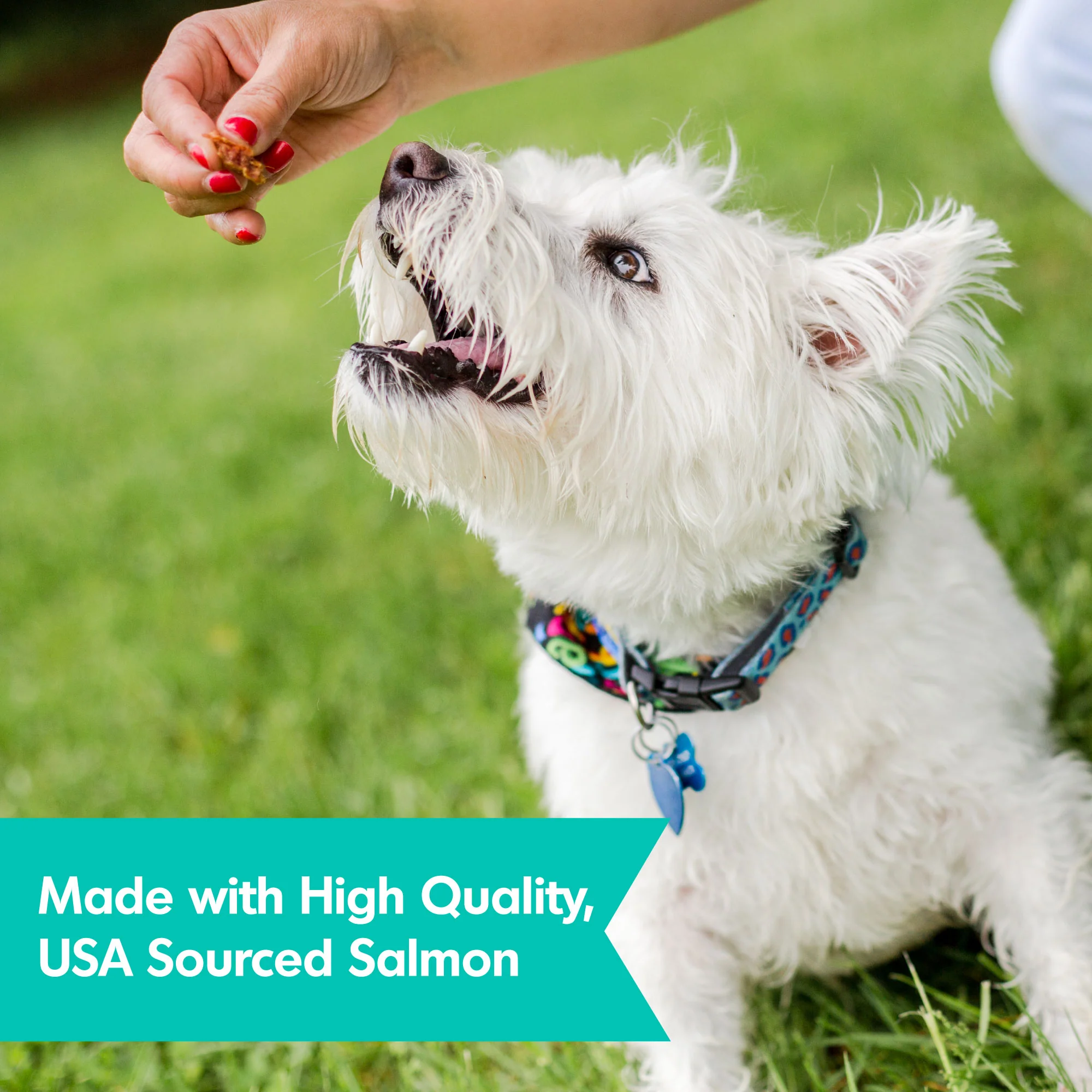 Dogswell Skin & Coat Mini Jerky Treats, Salmon, 4oz - Image 3