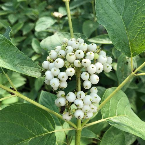 Dogwood, PW® Arctic Fire® Yellow Twig Dogwood - Image 3